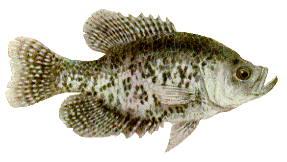 black_crappie.gif (59438 bytes)