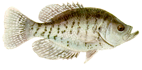 white_crappie.gif (58269 bytes)